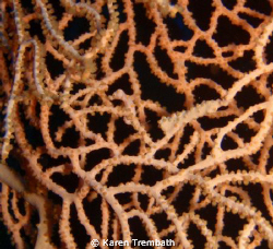 Pygmy Seahorse on Gorgonian Fan - Kabin Reef - Kavieng, P... by Karen Trembath 